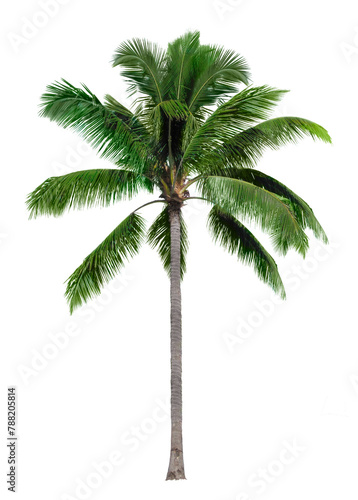 Palm tree png sticker  tropical sticker on transparent background
