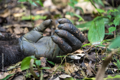 Chimpanzee hand in the Kibale National Park, Uganda
