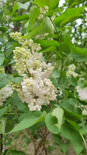 White Lilac Flowers sway by the wind. Spring Floral background. Vertical video can used web and social media backdrop. 
