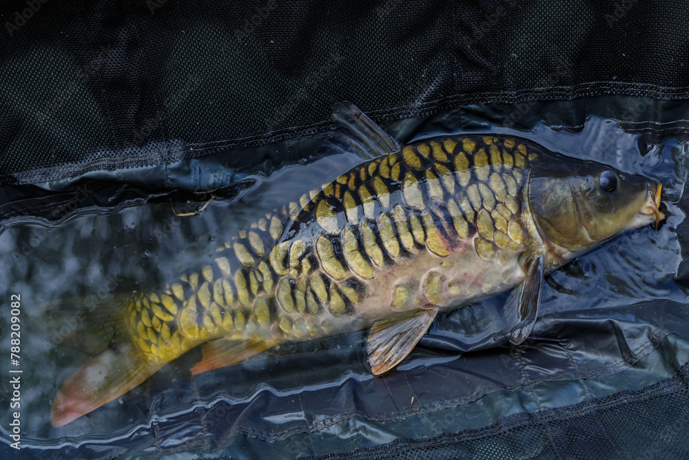 Carpfishing session at the Lake.Carp Angling.Live carp in a swing caught by sunrise.Big common carp on the unhooking mat.Fishing adventures.Fish trophy Carpfishing session at the Lake.Carp Angling.Live carp in a swing caught by sunrise.Big common carp on the unhooking mat.Fishing adventures.Fish trophy