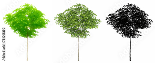 Set or collection of Konara Oak trees, painted, natural and as a black silhouette on white background. Concept or conceptual 3d illustration for nature, ecology and conservation, strength, beauty photo