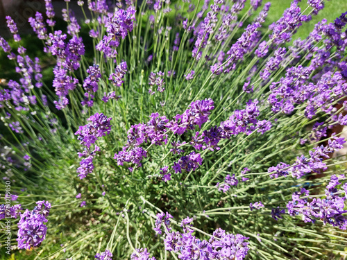 green bush of lavender with bright purple flowers