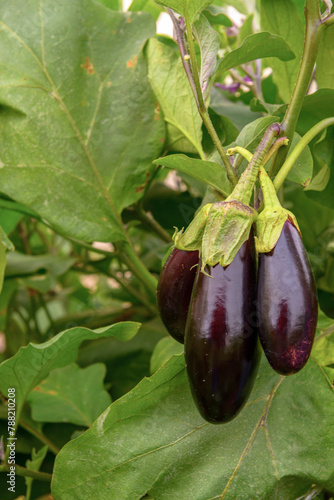 Eggplant Fruit