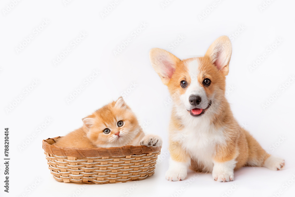 A cute Welsh corgi puppy and a red kitten in a basket are sitting next to each other on a white background. isolated on a white background A cute Welsh corgi puppy and a red kitten in a basket are sitting next to each other on a white background. isolated on a white background