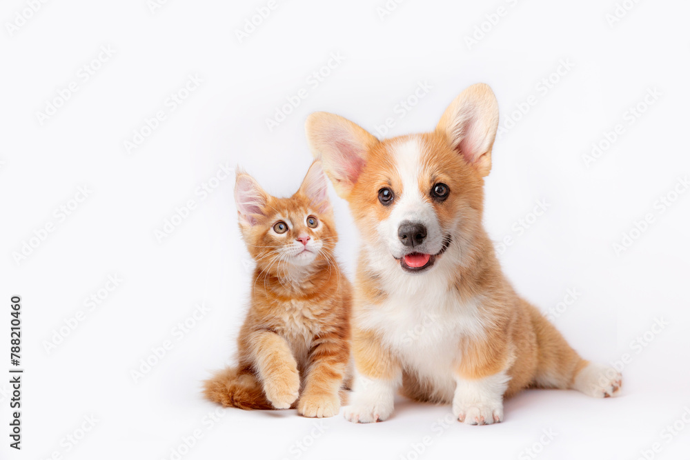 Cute Welsh corgi puppy and a red kitten sit together on a white background. isolated on a white background Cute Welsh corgi puppy and a red kitten sit together on a white background. isolated on a white background