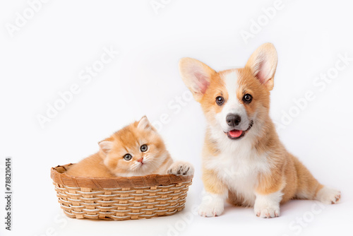 A cute Welsh corgi puppy and a red kitten in a basket are sitting next to each other on a white background. isolated on a white background