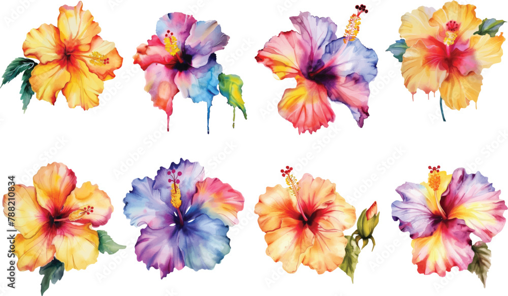 Colorful Hibiscus Flowers: Watercolor Clipart