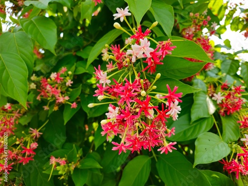 Close up of beautiful combretum indicum flower, known as double rangoon creeper, blooming in garden in Mekong Delta Vietnam. photo