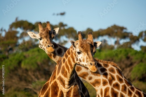 Photography two giraffes animals wildlife