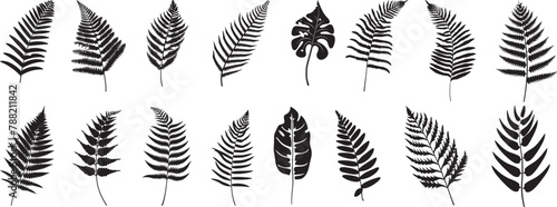 Fern Leaves Set: Simple Silhouette Vector Illustration photo