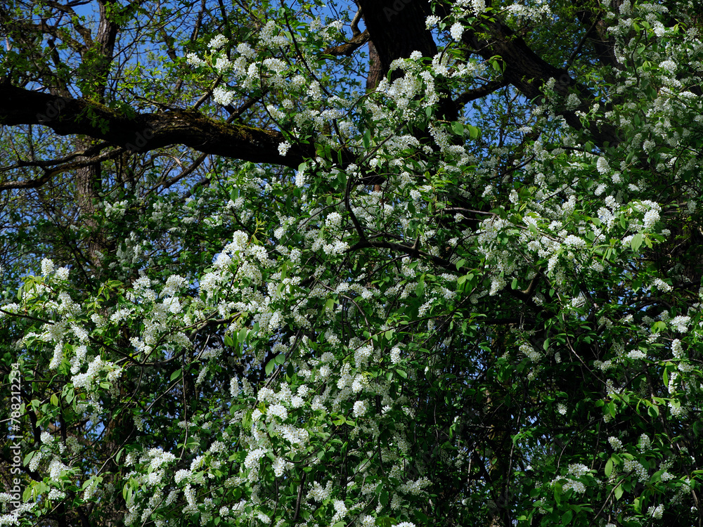 Czeremcha zwyczajna (Prunus padus L.) – gatunek drzewa lub dużego krzewu z rodziny różowatych. Zakwita wczesną wiosną.