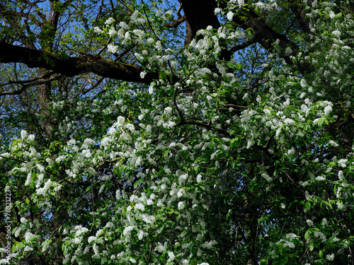 Obraz na płótnie Czeremcha zwyczajna (Prunus padus L.) – gatunek drzewa lub dużego krzewu z rodziny różowatych. Zakwita wczesną wiosną. w salonie