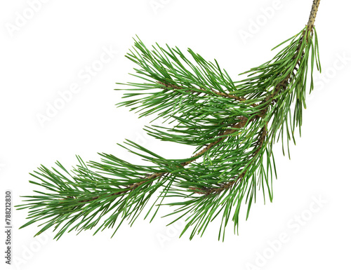 Pine branch on transparent without shadow. PNG. Close-up. Christmas. New Year.