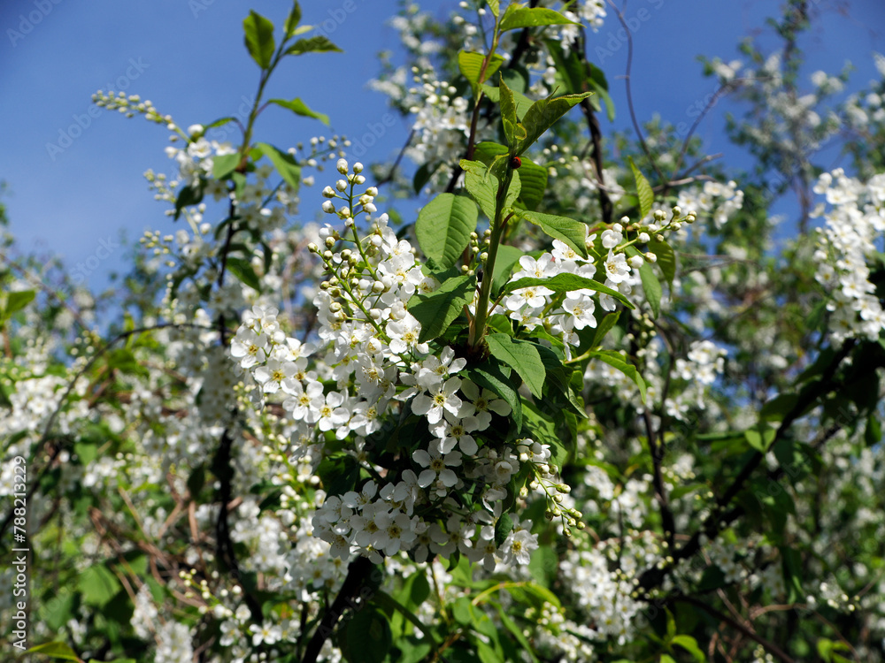 Czeremcha zwyczajna (Prunus padus L.) – gatunek drzewa lub dużego krzewu z rodziny różowatych. Zakwita wczesną wiosną.