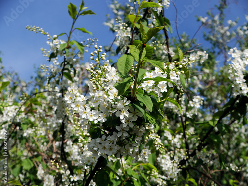 Obraz na płótnie Czeremcha zwyczajna (Prunus padus L.) – gatunek drzewa lub dużego krzewu z rodziny różowatych. Zakwita wczesną wiosną. w salonie