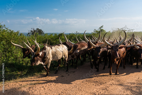 Ankole-Watusi cattle near Lake Mburo, Uganda photo