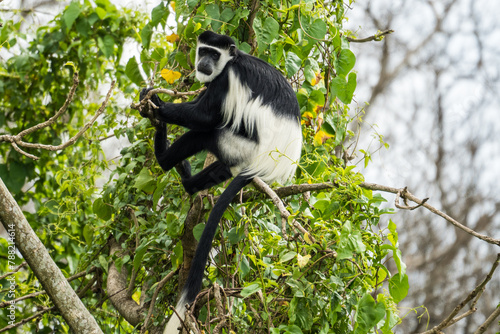 Black-and-white colobus in the Murchison Falls National Park, Uganda photo