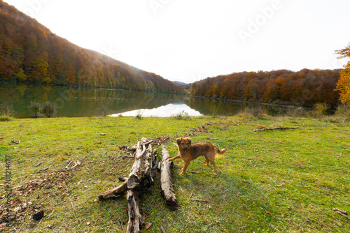 A dog is standing in a grassy field next to a body of water. Irabia lake Navarra Spain photo