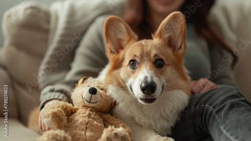 Corgi dog happily carries his beloved toy to his owner for an adorable and playful bonding session