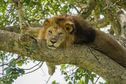 Lion in a tree in Queen Elizabeth National Park, Uganda