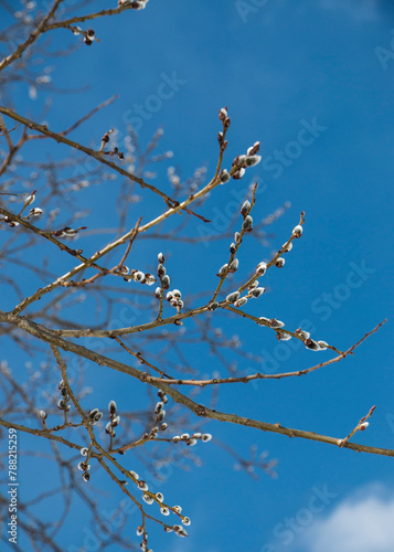 Willow at spring, blue skies. 