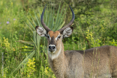 Cuadro en lienzo Defassa waterbuck in the Murchison Falls National Park, Uganda