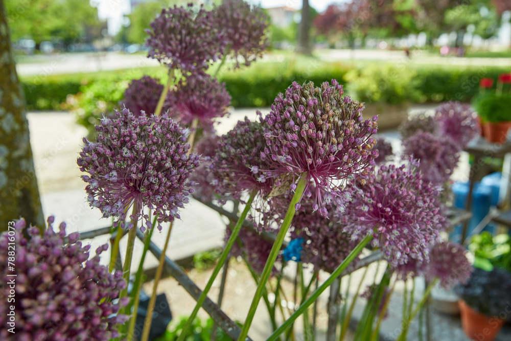 Obraz premium Purple allium flowers in focus with a blurred garden background for summer festival in June San Juan