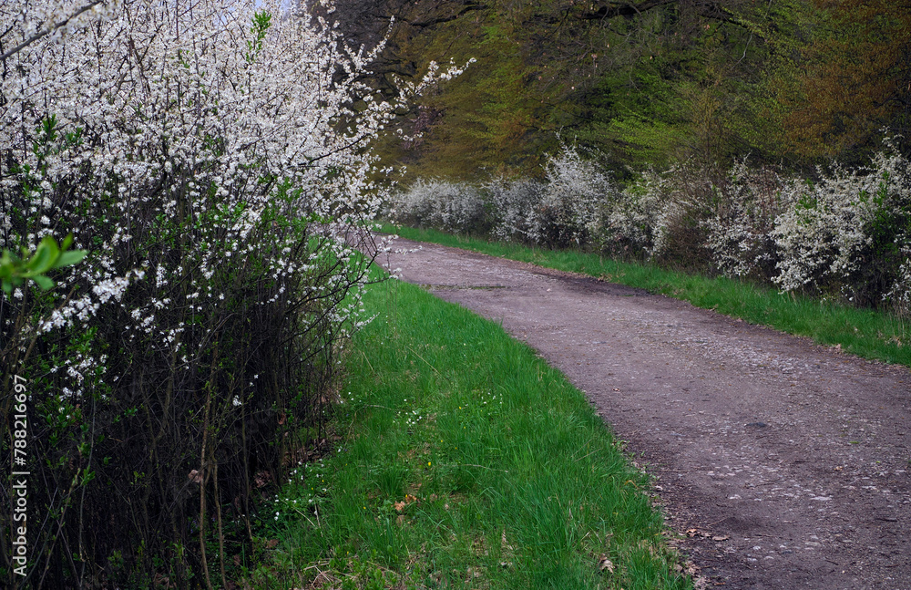 Śliwa tarnina, tarnina, tarka dzika śliwa (Prunus spinosa L.) – gatunek krzewu który wczesna wiosną zakwita a jesienią obsypany jest owocami