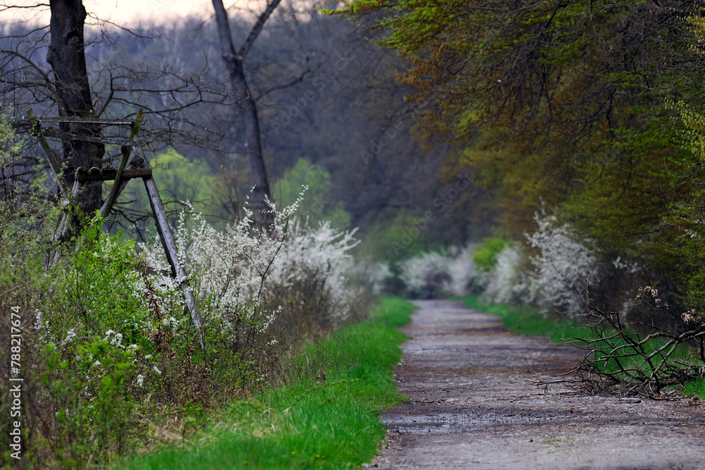 Śliwa tarnina, tarnina, tarka dzika śliwa (Prunus spinosa L.) – gatunek krzewu który wczesna wiosną zakwita a jesienią obsypany jest owocami