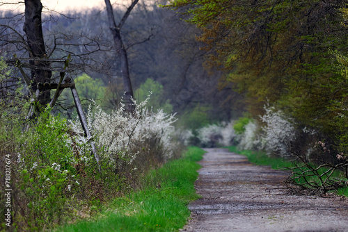 Obraz na płótnie Śliwa tarnina, tarnina, tarka dzika śliwa (Prunus spinosa L.) – gatunek krzewu który wczesna wiosną zakwita a jesienią obsypany jest owocami w salonie