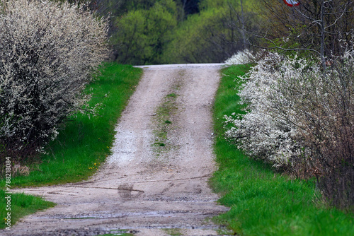 Śliwa tarnina, tarnina, tarka dzika śliwa (Prunus spinosa L.) – gatunek krzewu który wczesna wiosną zakwita a jesienią obsypany jest owocami