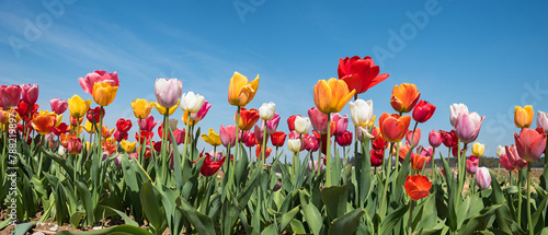 colorful tulip field panorama with blue sky