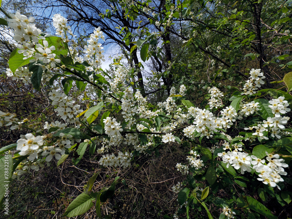 Czeremcha zwyczajna (Prunus padus L.) – gatunek drzewa lub dużego krzewu z rodziny różowatych. Zakwita wczesną wiosną.