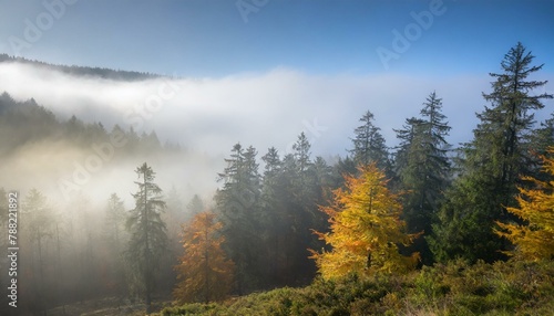 Lost in Tranquility: Navigating the Enigmatic Black Forest Fog