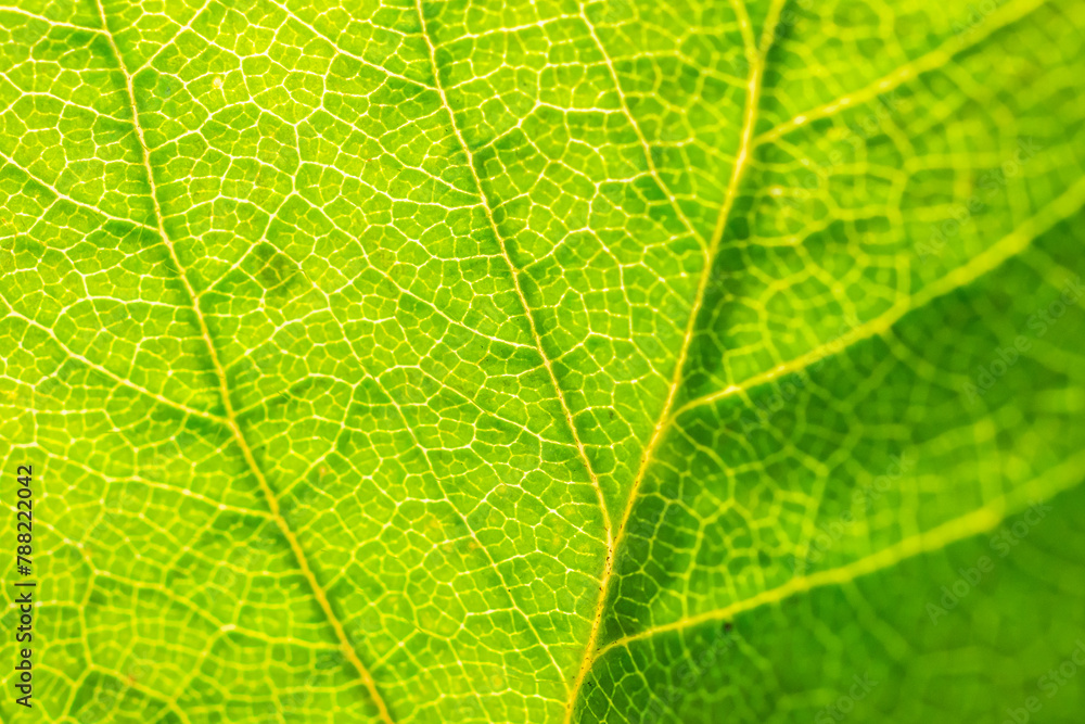 Green leaf texture surface background close up Green leaf texture surface background close up