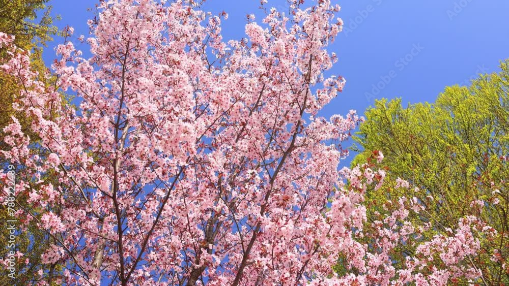 Cherry blossoms swaying in the wind and blue sky Cherry blossoms swaying in the wind and blue sky
