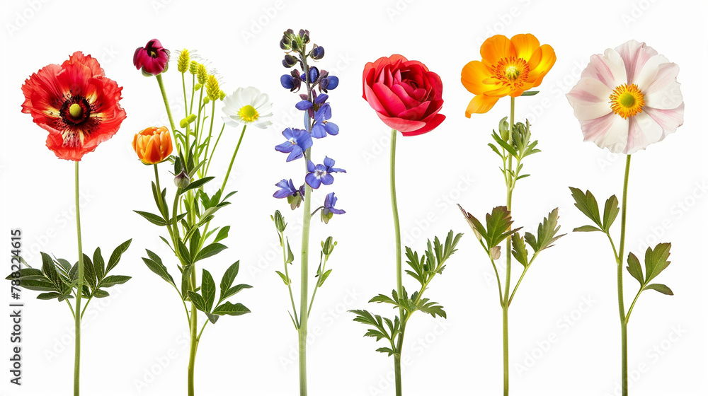 Obraz premium Set of garden flowers, cut out