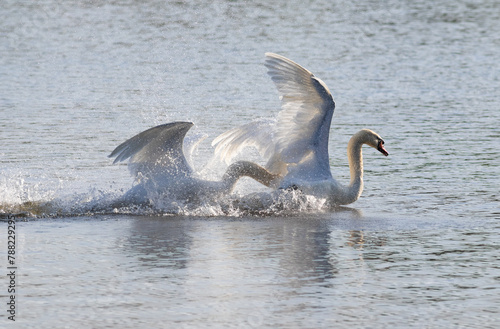 Mute swan, Cygnus olor. Birds fighting each other