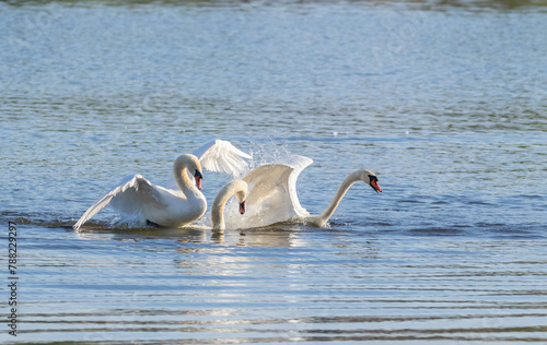 Mute swan. A third swan intervened in the fight between two swans and saved the weaker one photo