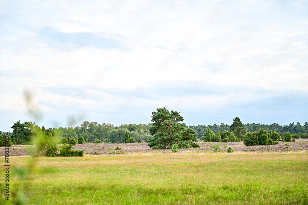 Lüneburger Heide - Wunderschöner Landschaft der Heide mit Panorama durch die Natur und großen Bäumen im Sommer bei blauem Himmel, Undeloh, Niedersachsen, Deutschland Lüneburger Heide - Wunderschöner Landschaft der Heide mit Panorama durch die Natur und großen Bäumen im Sommer bei blauem Himmel, Undeloh, Niedersachsen, Deutschland