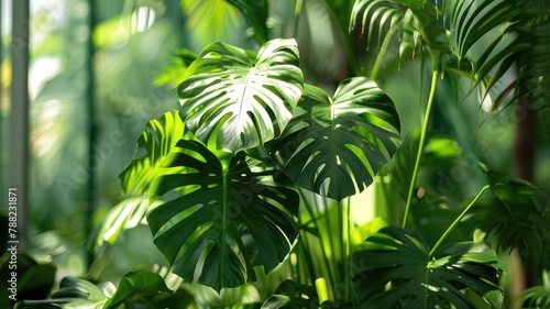 Sunlight filtering through large tropical plant leaves.