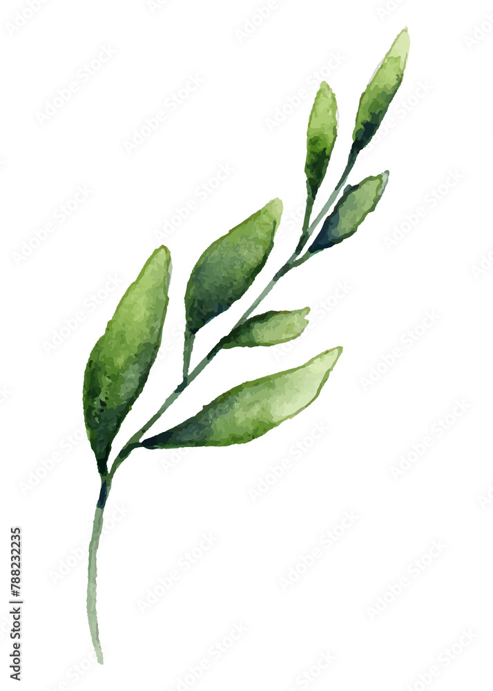 Olive branch png leaf sticker, watercolor botanical illustration on transparent background