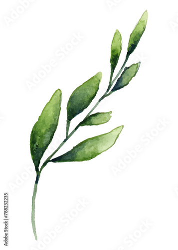 Olive branch png leaf sticker, watercolor botanical illustration on transparent background