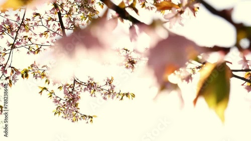 Flowering Cherry flowers on pink and blue natural background. Cherry blossoms are fluttering in the soft breeze and sunset color. Cherry blossom concept. Opening Spring Sakura flowers on Cherry tree (ID: 788238640)