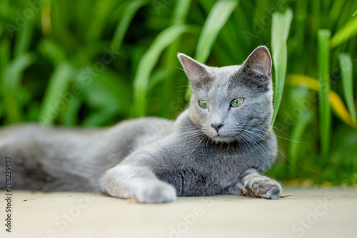 Young playful Russian Blue cat relaxing in the backyard. Gorgeous blue-gray cat with green eyes having fun outdoors in a garden or a back yard. photo