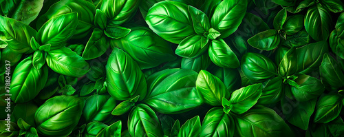 Pattern for growing green basil.