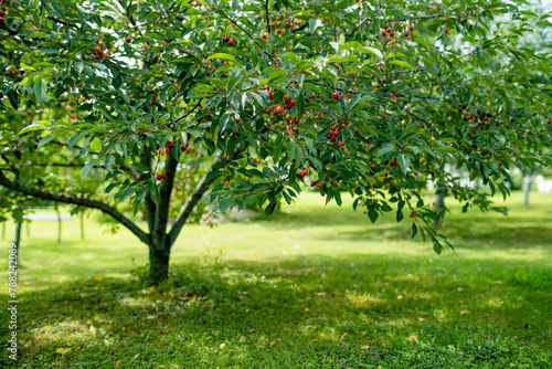 Ripening cherry fruits on a cherry tree branch. Harvesting berries in cherry orchard on sunny summer rain.