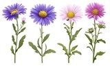 Charming Vector Illustration of Purple and Pink Asters - Generative AI