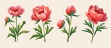 Elegant Pink Peonies in Bloom - Botanical Illustration Art - Generative AI