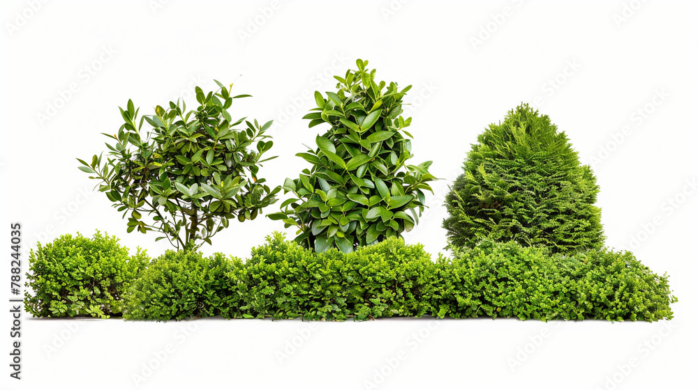 Obraz premium Set of green garden bushes, cut out isolated white background